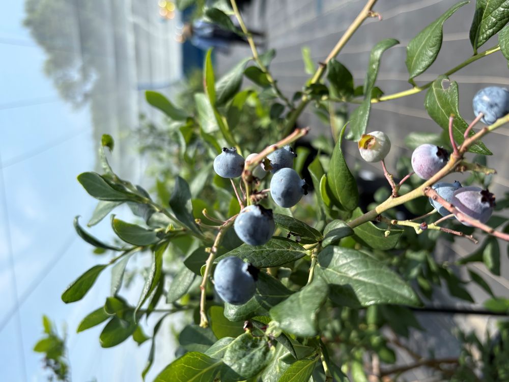 養液栽培