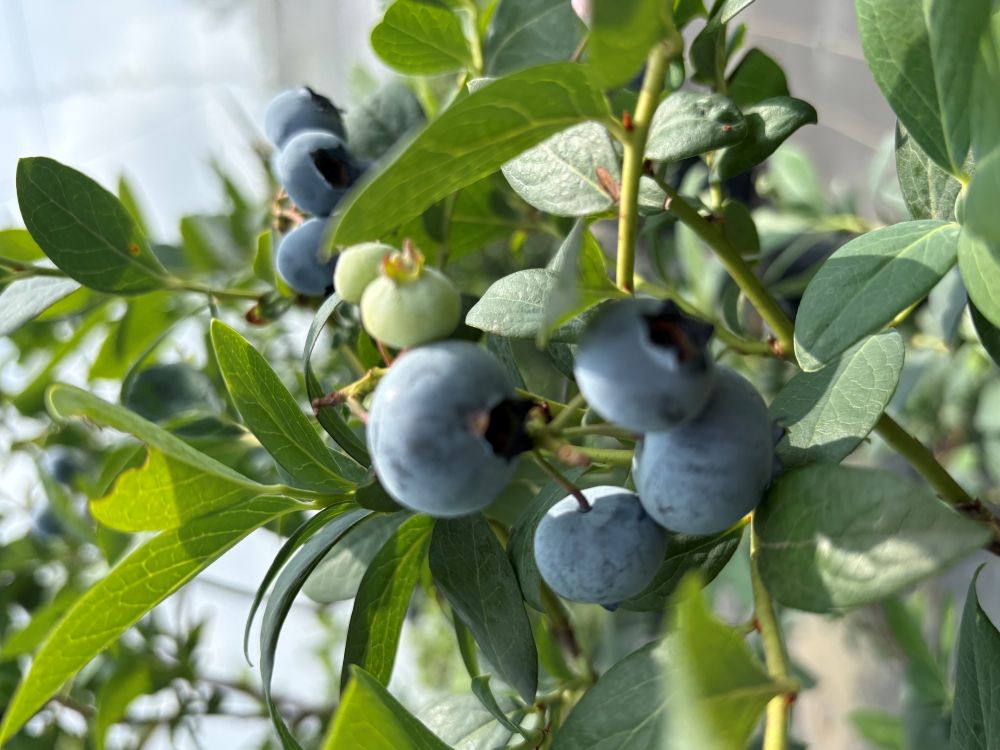 養液栽培